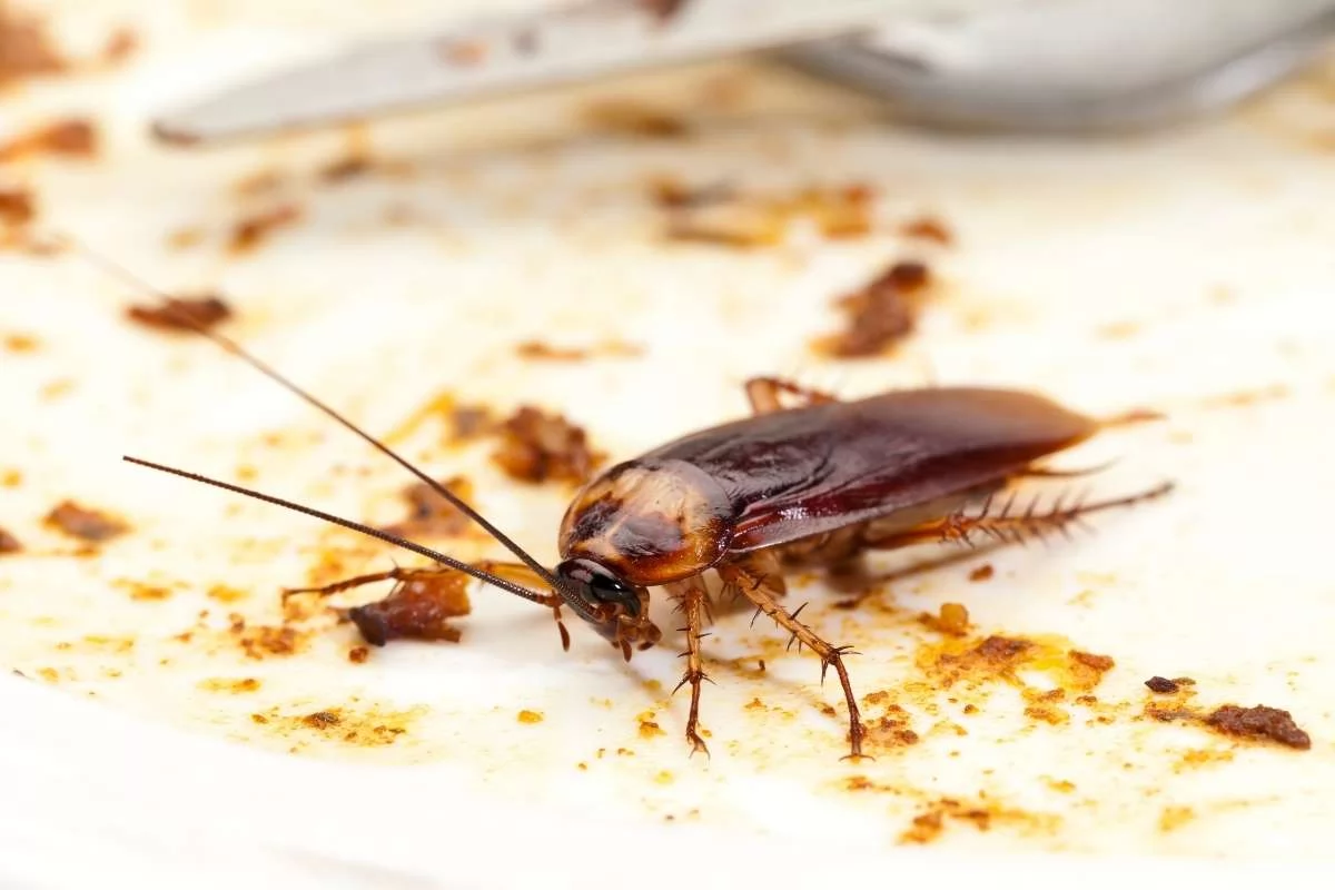 pest control service