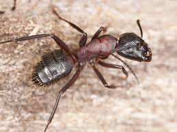 pest control service
